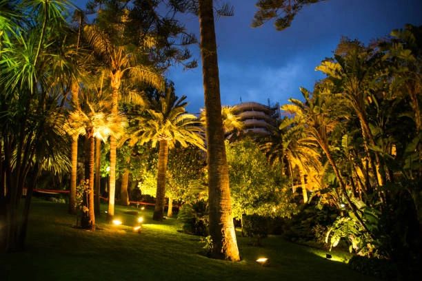 Commercial landscape palm uplighting at night